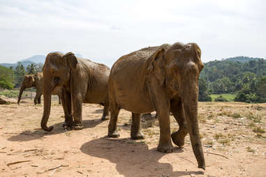 Pygmy Elephant