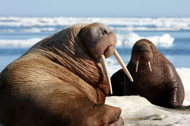 Pacific Walrus