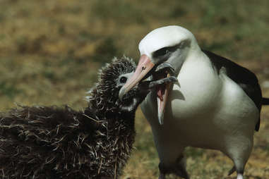 Laysan Albatross