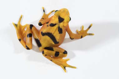 Panamanian Golden Frog