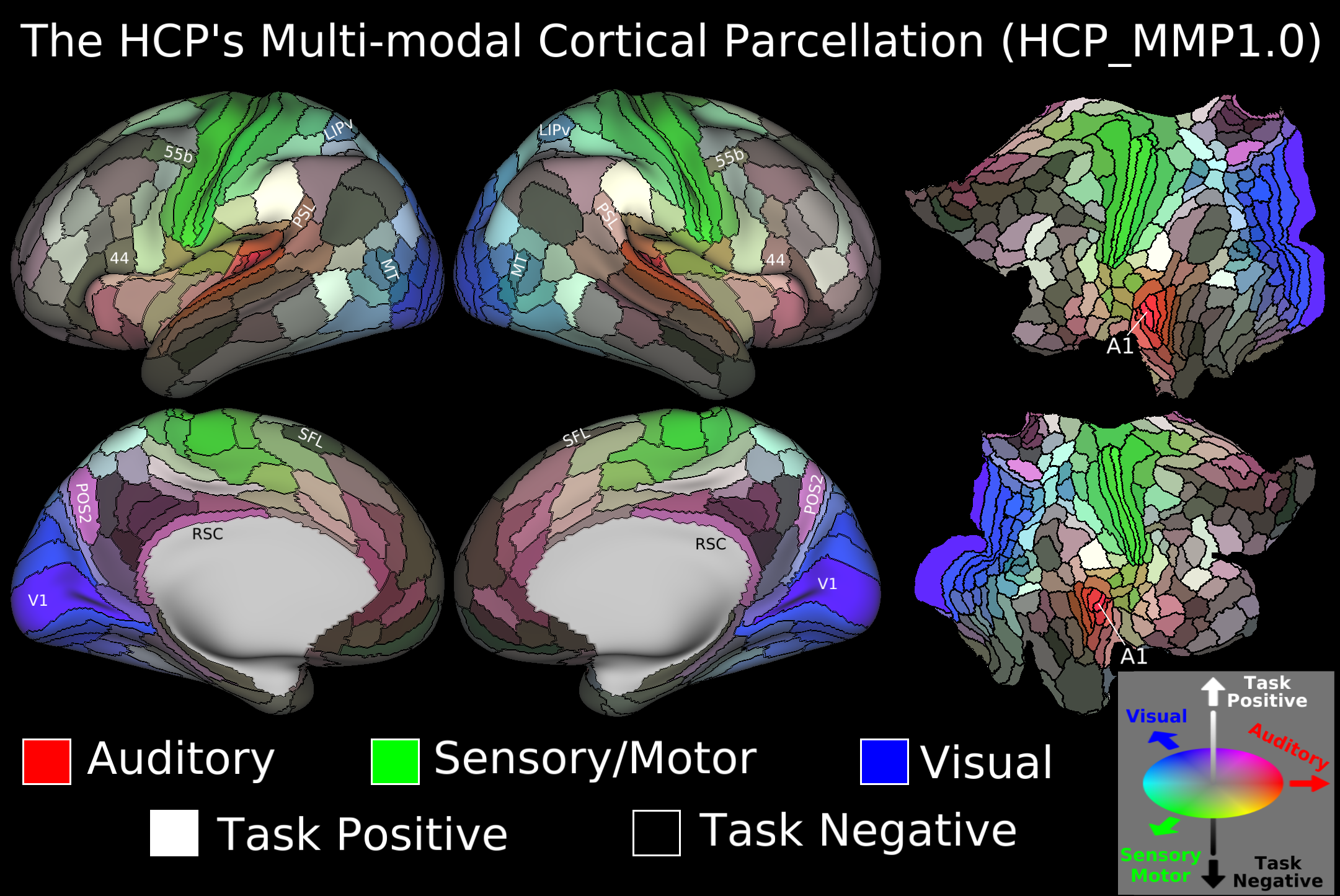 Most detailed map of the brain
