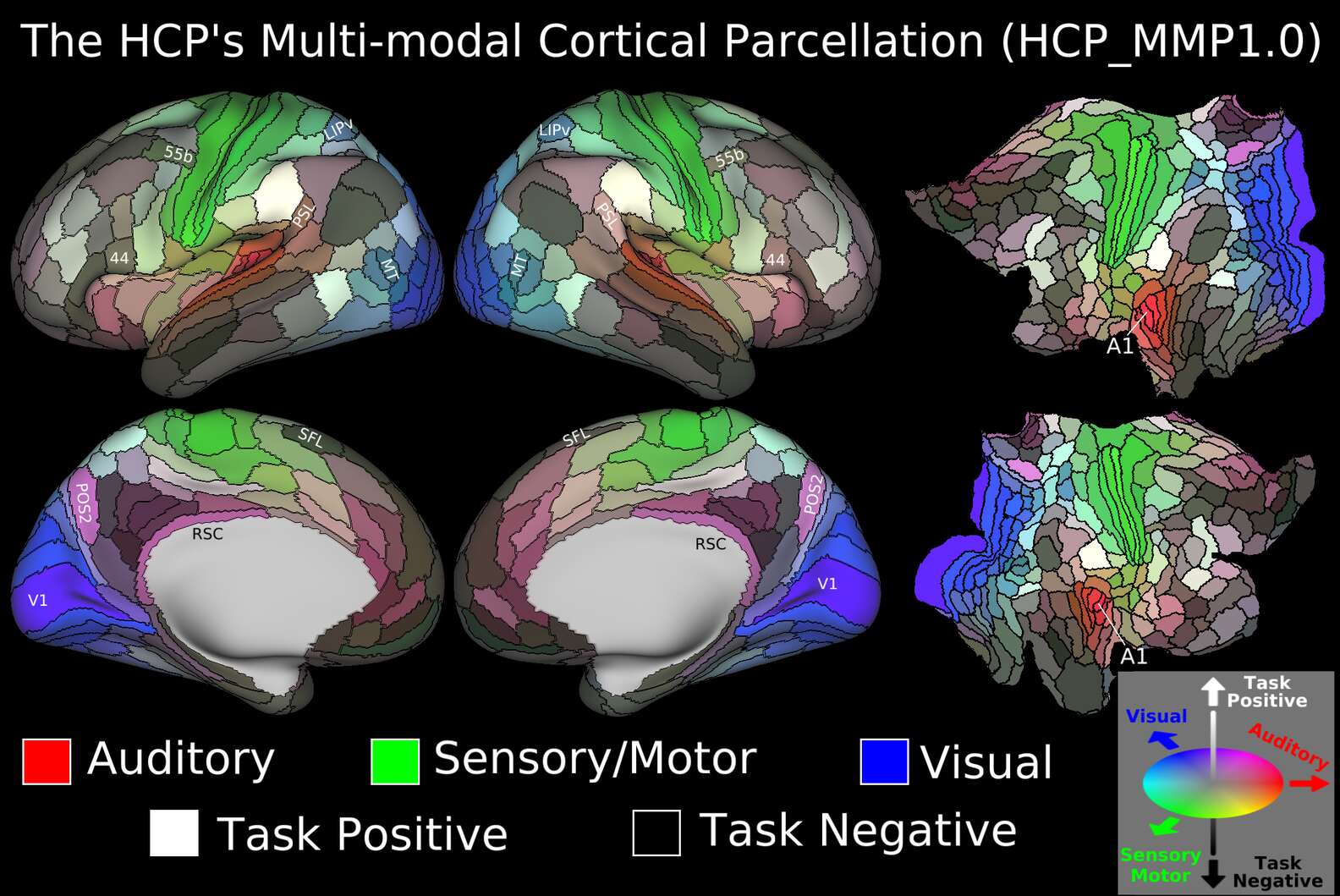 This Brain Map Is the Most Detailed One Yet - Thrillist