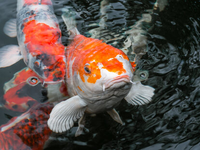 koi fish