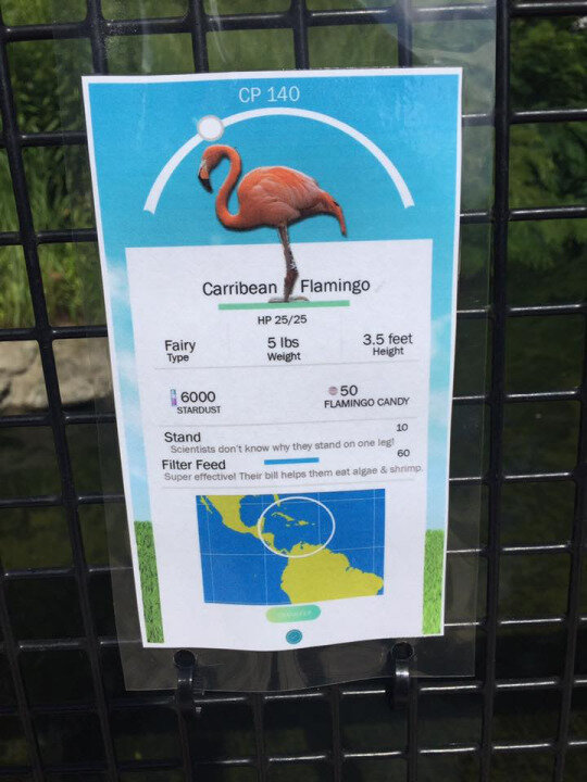 Pokemon Go Zoo