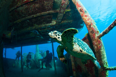 Kittiwake Cayman Islands