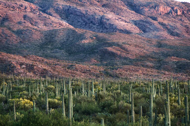Saguaro National Forest Arizona