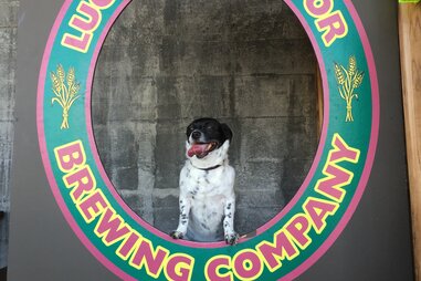 Lucky Labrador Brewing Company