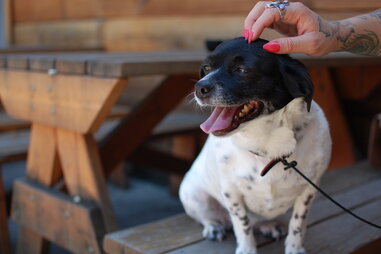 White Owl Social Club