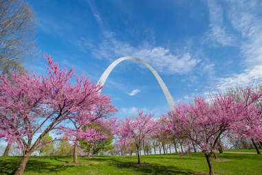 St. Louis Arch redbuds