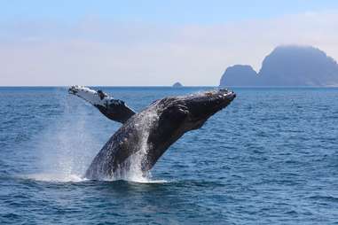 Alaska humpback whale