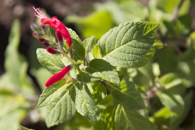 pineapple sage