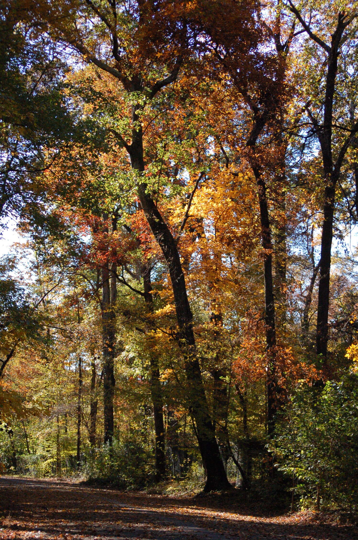 memphis running trail