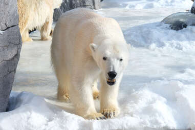 polar bears