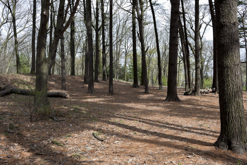 Forest Park Queens hiking