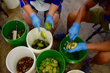 making avocado beer