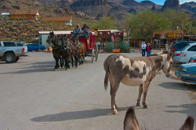 Oatman Arizona