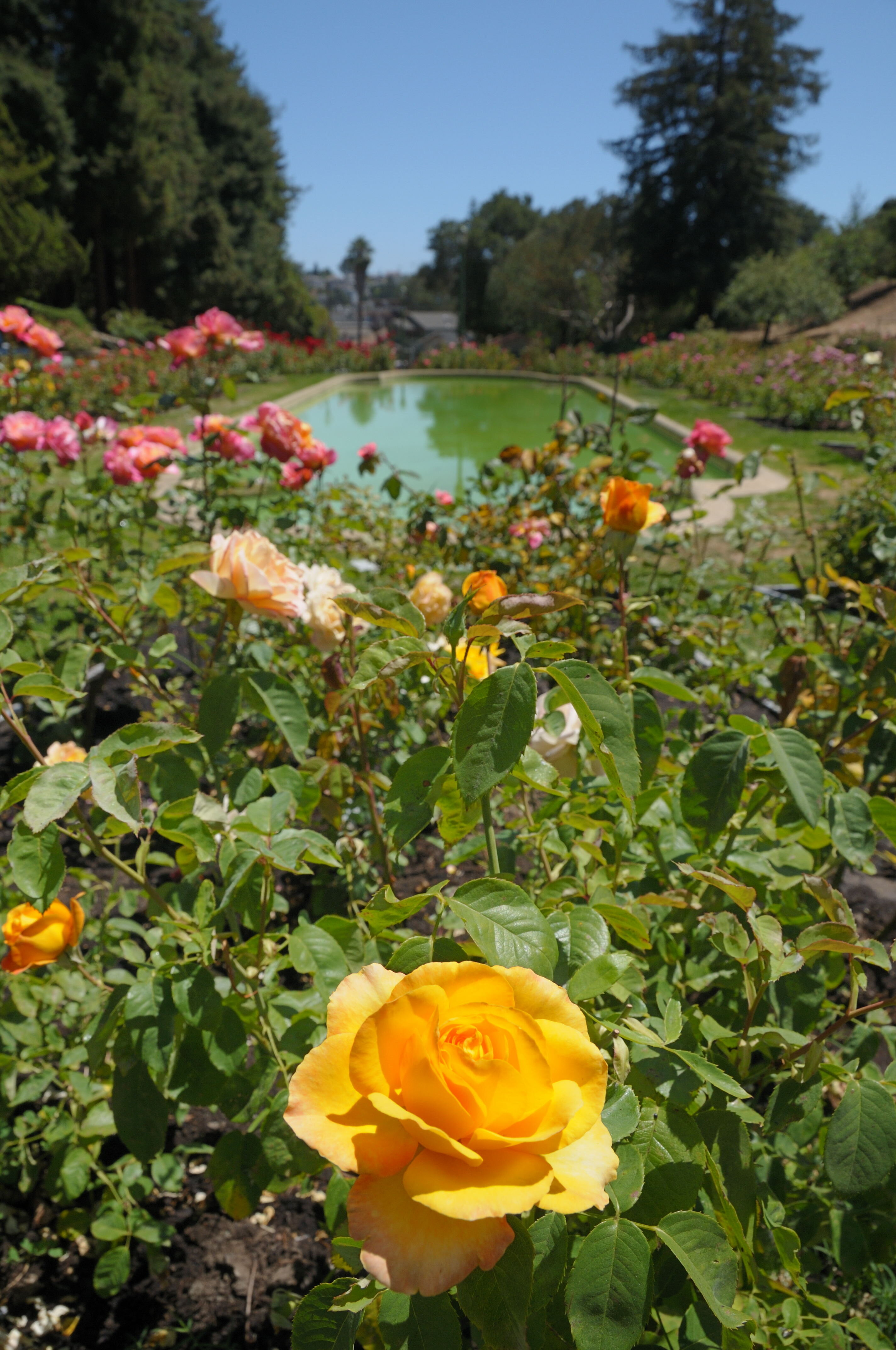 Morcom Rose Garden