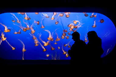 Monterey Bay Aquarium