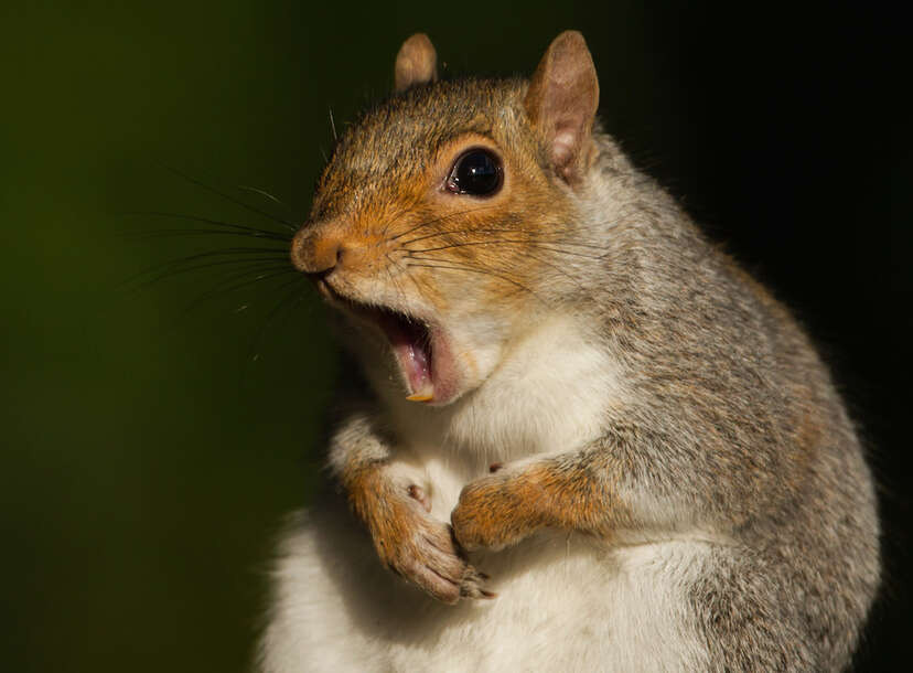 Drunk Squirrels in Drunk Squirrel Video Are Your Spirit Animal - Thrillist