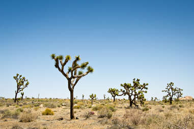 joshua tree