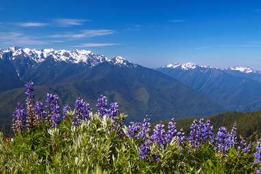 olympic national park