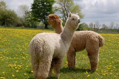 Buck Brook Alpacas
