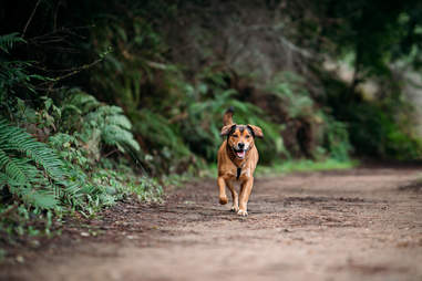 Redwood Regional Park