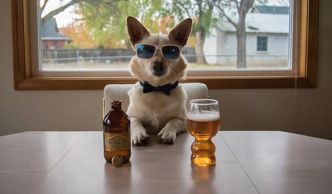 what happens if a dog drinks a beer