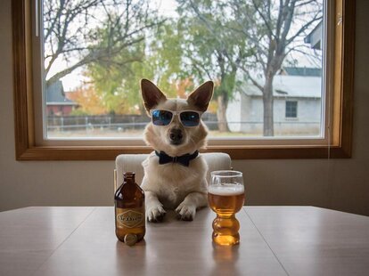 barleythebrewpup