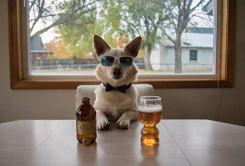 Couple creates beer for dogs | Radio Gunk