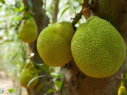 How to Cook Breadfruit: Recipes, Benefits & Nutrition Facts - Thrillist