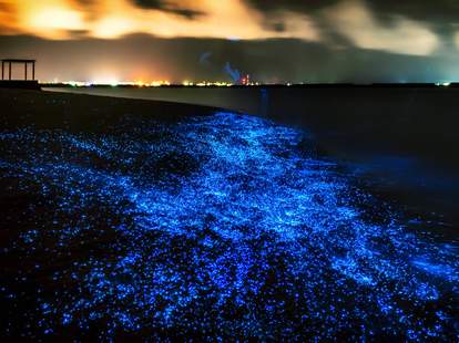 Best Places In The World To See Bioluminescent Sea Creatures Thrillist Best Places In The World To See Bioluminescent Sea Creatures Thrillist