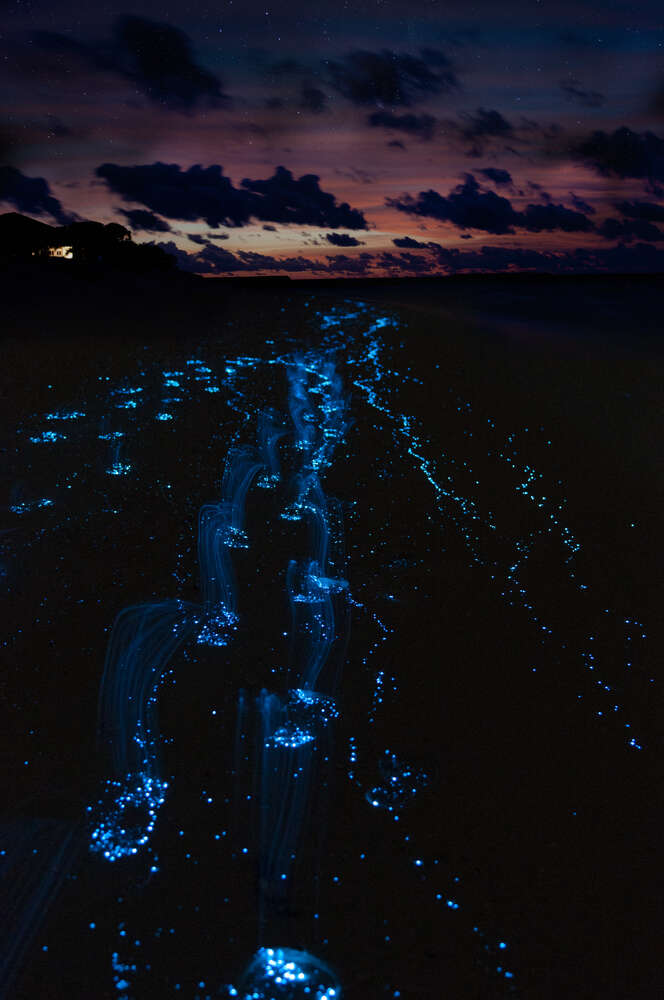How to photograph Sea Sparkle: taking images of bioluminescent plankton -  Digital Camera World