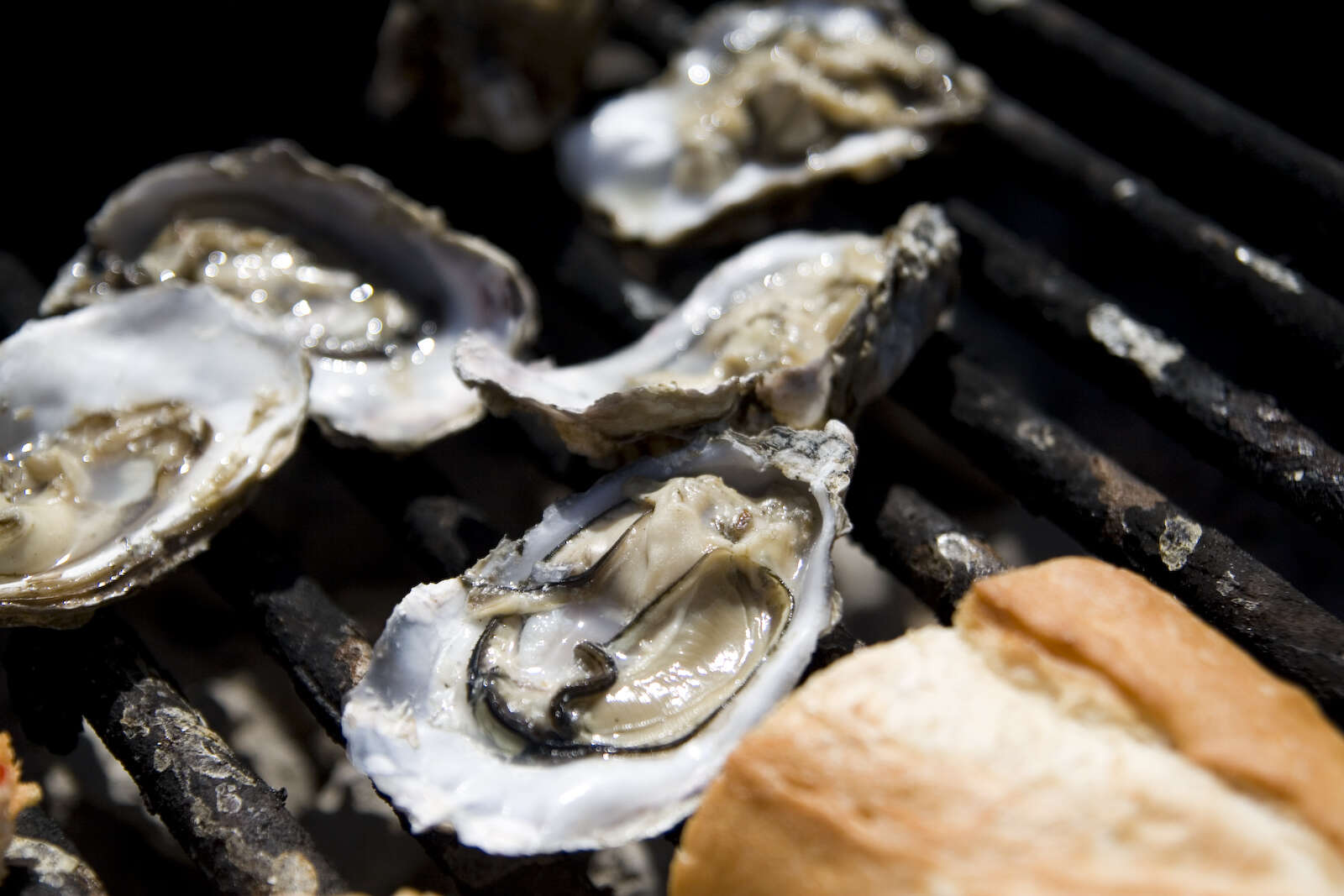 Oysters on the grill
