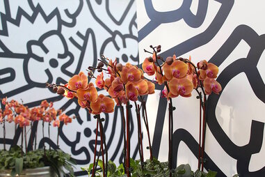 Atlanta Botanical Garden