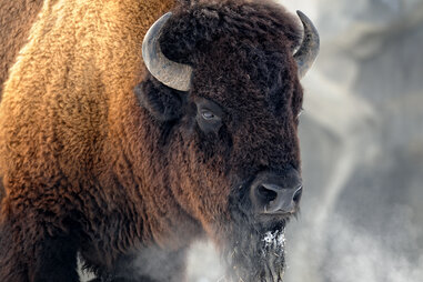 Bison