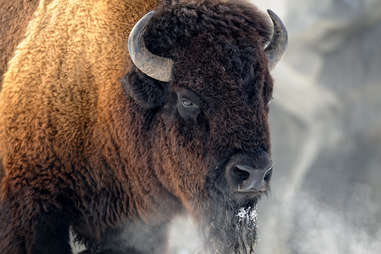 Bison