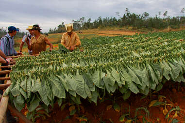 Cuban tobacco