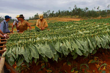 Cuban tobacco