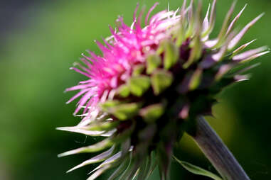 milk thistle