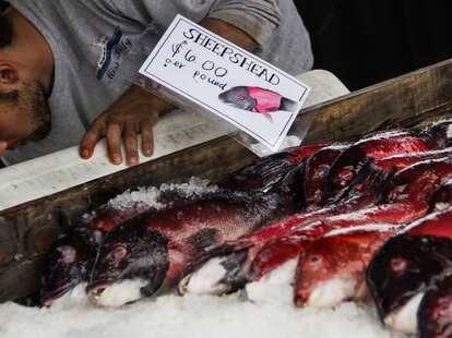 Tuna Harbor Dockside Market