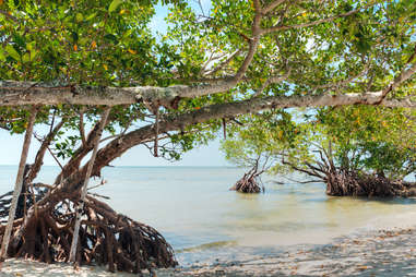 Mangroves in the Everglades