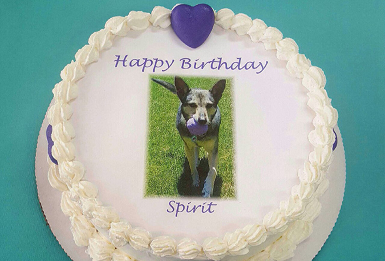 Best Dog Beaches Stores &amp; Shops to Take Your Dog in San