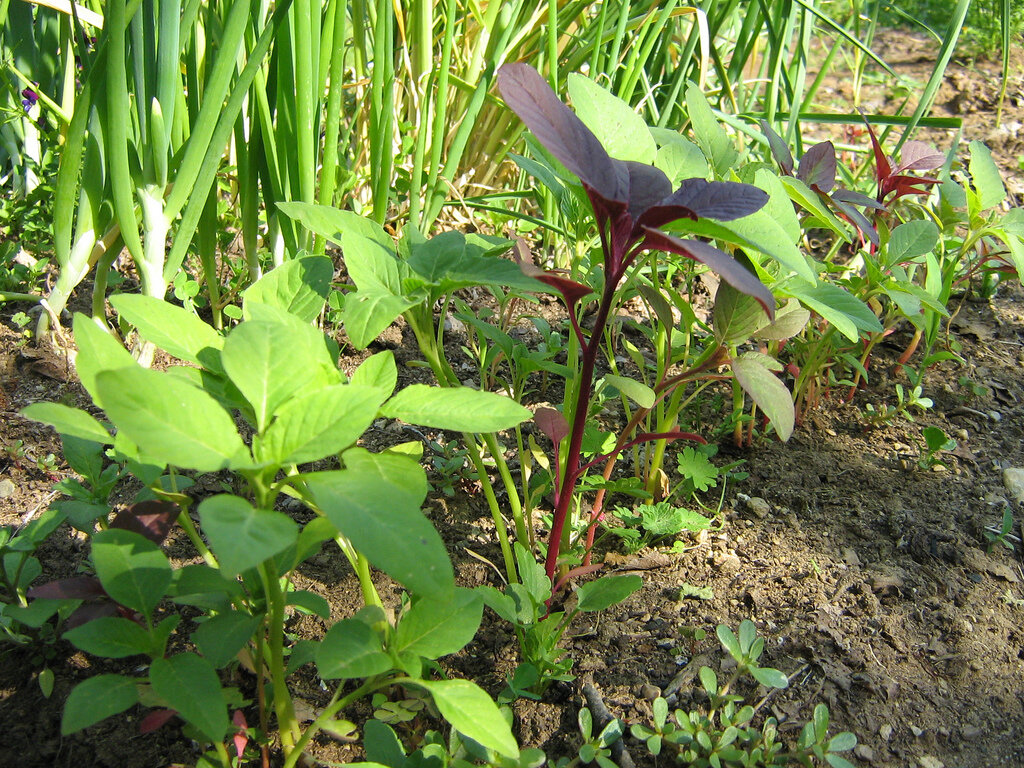 amaranth greens