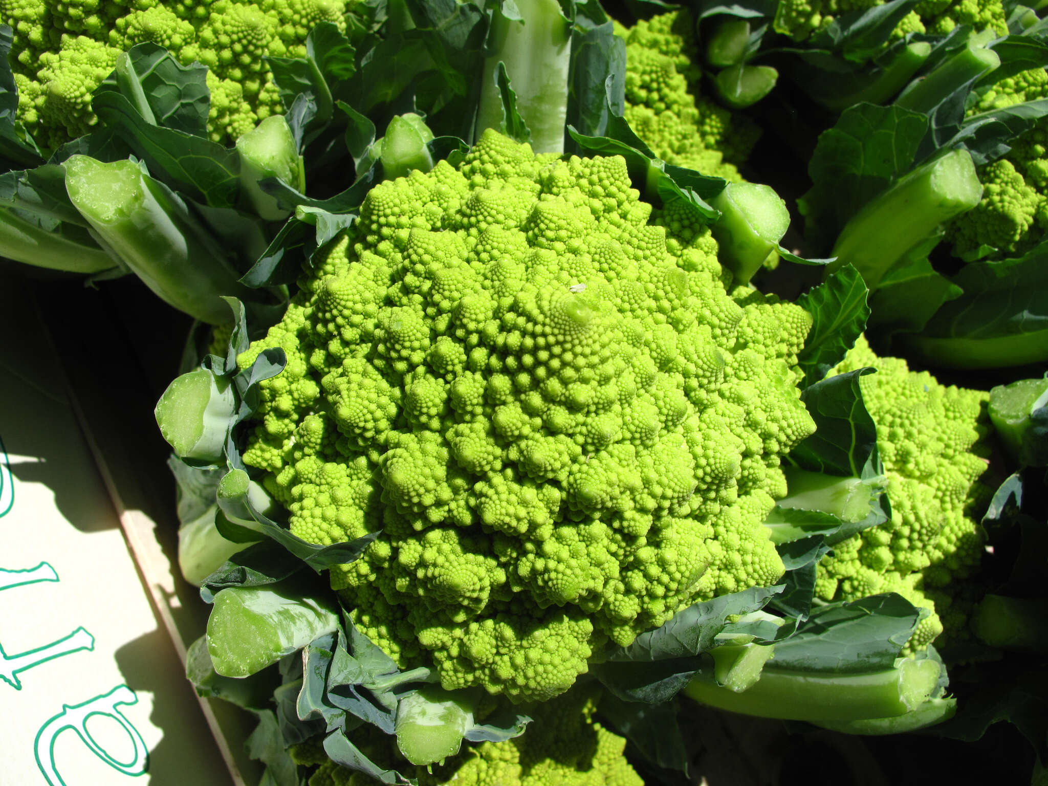 romanesco broccoli