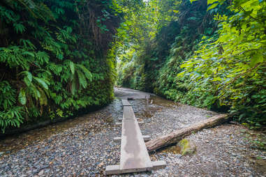 fern canyon