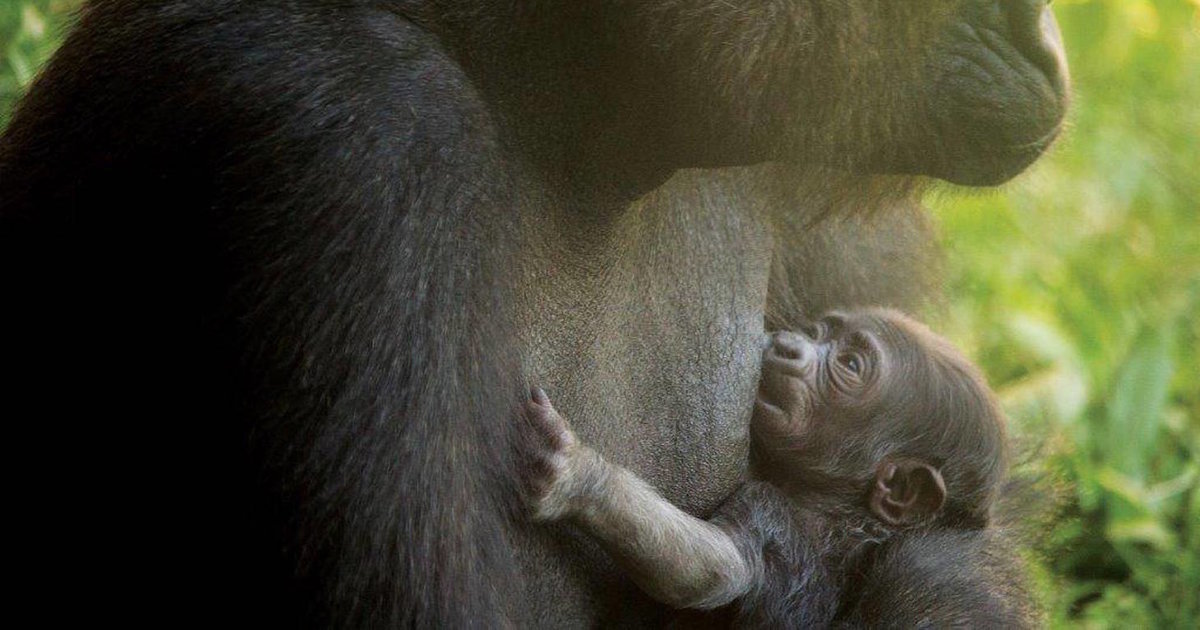 Philadelphia Zoo Will Not Name Cute Baby Gorilla After Harambe - Thrillist