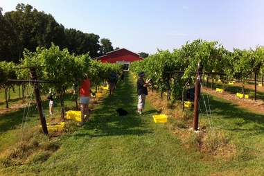 Best Wineries In And Around Nashville Tn Thrillist