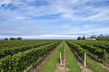 Ontario vineyard