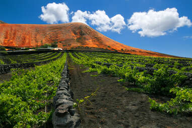 Canary island vineyard